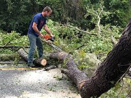 Leaf Removal in Mercer Island, WA