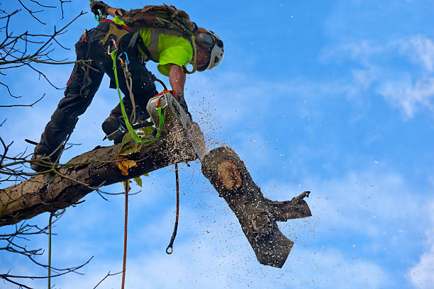 Mercer Island, WA Tree Care Company